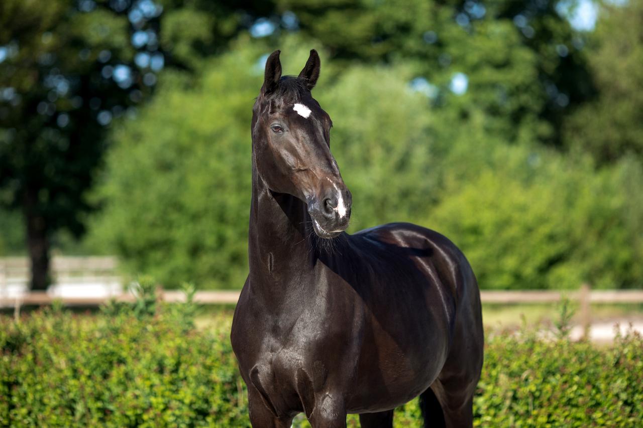 Stute_Reitstall_am_Himmelmoor_Quickborn