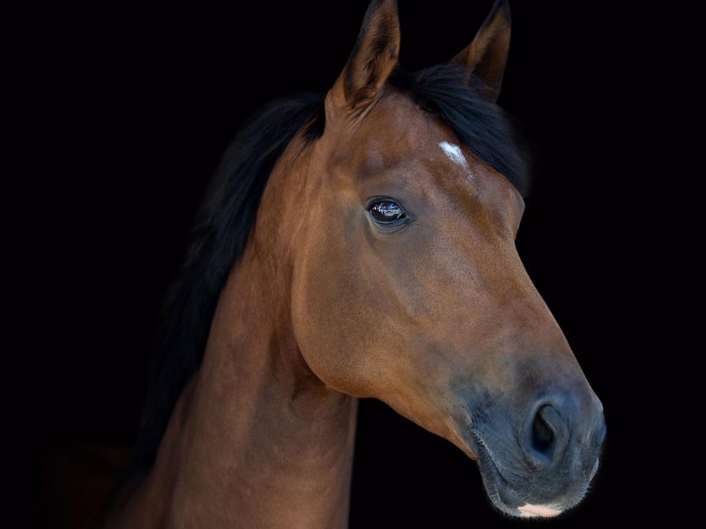 Wertezitat Gesundes_Pferd_Reitstall_am_Himmelmoor_Quickborn